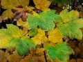 An abstract background image of a yellowish green autumn leaves