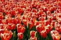 Abstract background, infinite field of red tulips. Royalty Free Stock Photo