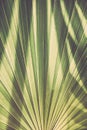 Abstract background with light and shadow texture on palm leaf Royalty Free Stock Photo