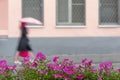 Abstract background of lonely girl under umbrella, city street in rainy day, intentional motion blur, street purple flowers behind Royalty Free Stock Photo