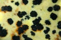 Abstract background macro detail of mineral named geologists Jasper Dalmatian Yellow.