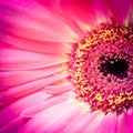 Abstract background with macro flower Royalty Free Stock Photo