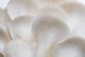 Abstract background macro image of Sajor-caju mushroom Royalty Free Stock Photo