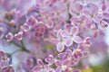 Abstract background. Macro photo. Blooming lilac flowers. Floral natural background Royalty Free Stock Photo