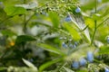 Abstract background of meadow grasses. Royalty Free Stock Photo