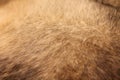 Abstract background of mixed breed dog fur close up Royalty Free Stock Photo