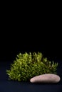 Abstract background with moss and stone podium for products presentation or exhibitions. Concept for natural cosmetic