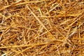 Abstract background of mowed wheat ears and straw