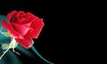 Abstract background multicolored shaded wavy background with red rose, vector illustration. Royalty Free Stock Photo