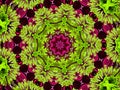 Chrysanthemum natural pattern