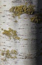 White Poplar Tree Bark Natural Background Royalty Free Stock Photo