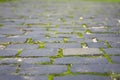 Abstract Background of Old Cobblestone Pavement Road with Green Moss. Stone pavement in perspective Royalty Free Stock Photo