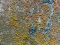 Abstract background of an old mossy wall surface. Royalty Free Stock Photo