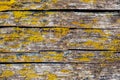 Abstract background. Old wooden board with cracks covered with moss. Dilapidated wood. Smooth textured surface