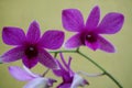 abstract background of orchid flower