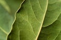 Abstract background - organic green leaves