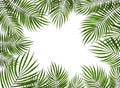 White abstract background with green palm leaves.