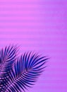 Pink purple lilac blue gray striped abstract background with palm leaves. Royalty Free Stock Photo