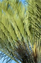 Abstract background with palm. The texture of Green palm Leaf. Shapes in nature. Royalty Free Stock Photo