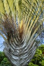 The texture of Green palm Leaf. Shapes in nature. Plant Palm triangle or Dypsis Decaryi. Royalty Free Stock Photo