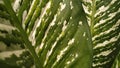 Abstract background pattern of green tropical leaf. Green ad, banner, social media post with nature messages. Royalty Free Stock Photo