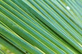 Abstract background,pattern and wallpaper,close up fresh green coconut leaf Royalty Free Stock Photo