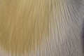 Abstract background of pelican feathers Royalty Free Stock Photo