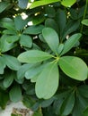 An abstract background photo of the green leaves of the Walisongo tree decorating the yard