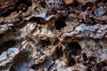 abstract background, photograph of a tree trunk in the process of decomposition. Royalty Free Stock Photo