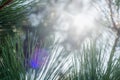Abstract background of pine needles Royalty Free Stock Photo