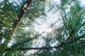 Abstract background of pine needles Royalty Free Stock Photo
