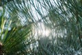 Abstract background of pine needles Royalty Free Stock Photo