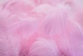 Abstract background. Pink downy feathers