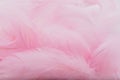 Abstract background. Pink downy feathers