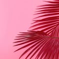 Abstract Background with Pink Leaves and Shadow. Tropical Shadow from Palm Leaf on Trendy Red Pink Viva Background.