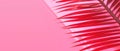 Abstract Background with Pink Leaves and Shadow. Tropical Shadow from Palm Leaf on Trendy Red Pink Viva Background.