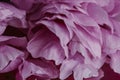 Abstract background with pink smooth peony flower petals