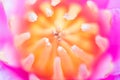 Abstract background of pink water lilly Royalty Free Stock Photo