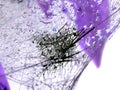 Abstract background. Purple and black colors on white. The texture resembles a web.