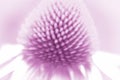 Abstract Image of Purple Cone Flower Bloom Echinacea blur Royalty Free Stock Photo