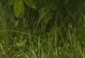 abstract background. raindrops on a background of grass and leaves Royalty Free Stock Photo