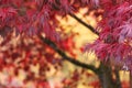 Abstract Background Red Japanese Maple Tree in Fall Autumn