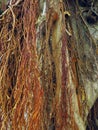 Abstract background red lianas on tree trunk. Tangle of lianas close up. Wood texture Royalty Free Stock Photo