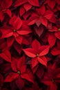 Abstract Background With Red Poinsettia Leaves Texture.