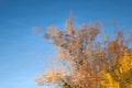 Abstract background: reflection of the autumn deciduous tree in the pond. Blue sky and yellow leaves reflecting in a lake. Water Royalty Free Stock Photo