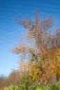 Abstract background: reflection of autumn park in the pond. Blue sky and yellow trees reflecting in a lake. Water ripples Royalty Free Stock Photo