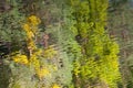 Abstract background: reflection of deciduous forest in the water. Autumn leaves reflecting in a pond Royalty Free Stock Photo