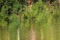 Abstract background: reflection of forest in the lake. Autumn leaves reflecting in a pond. Water ripples Royalty Free Stock Photo