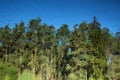 Abstract background: reflection of pine forest in the pond. Blue sky and trees reflecting in a lake. Water ripples Royalty Free Stock Photo