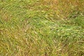 abstract background of ripe spikelets of wheat.